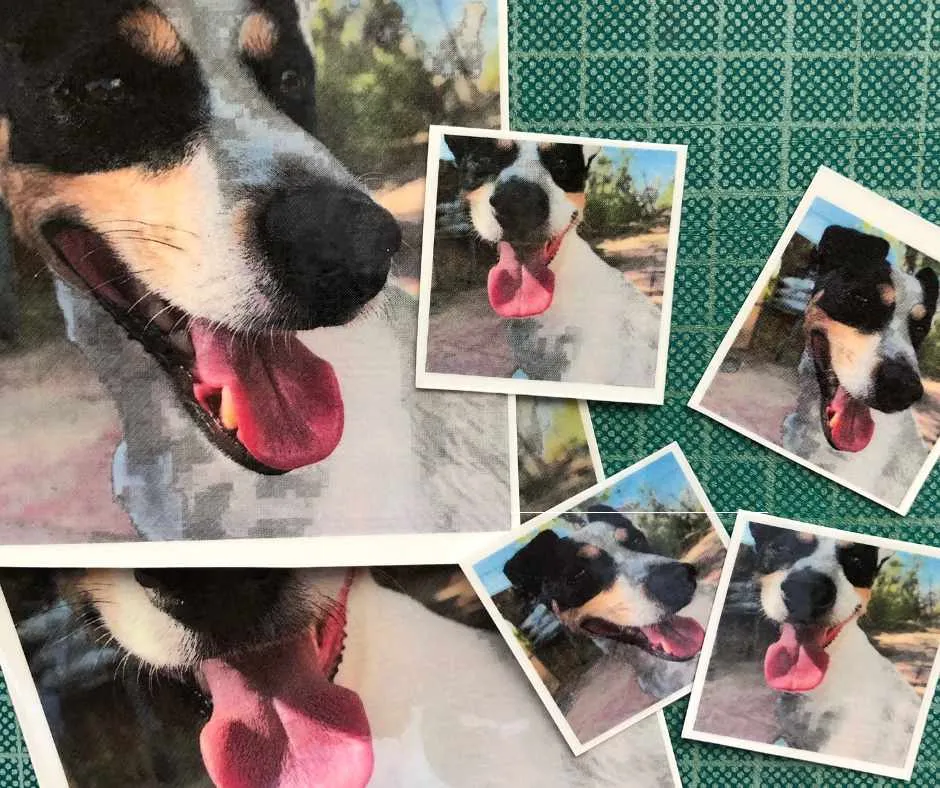 Tatuagem temporária personalizada com foto de animal de estimação