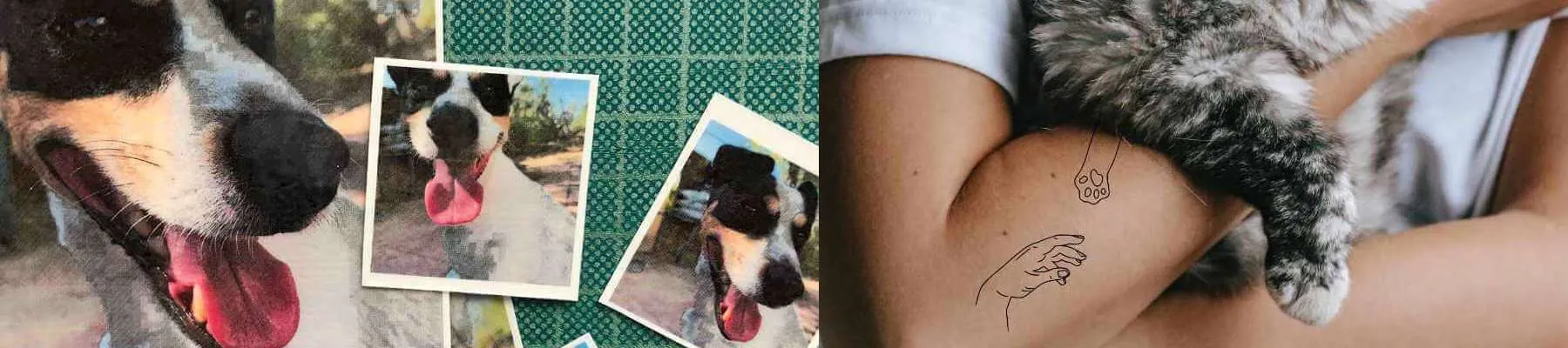 Tatuagens temporárias para animais de estimação